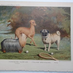 Yorkshire Terrier Italian Greyhound Pug