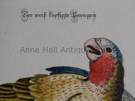 Rare 18th century antique prints of parrots from Sammlung Verschiedener Auslaendischer und Seltener Voegel