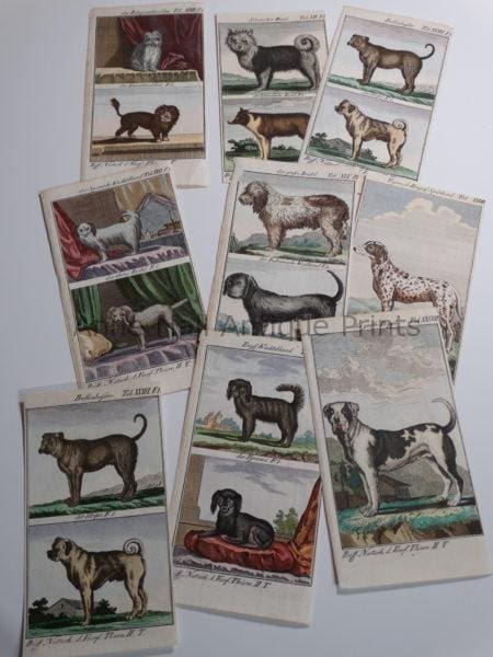 Find unique collections of decorative antique prints of dogs and cats, favorite ephemoral artwork of felines canines