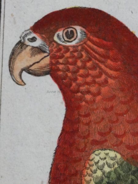 old bird prints