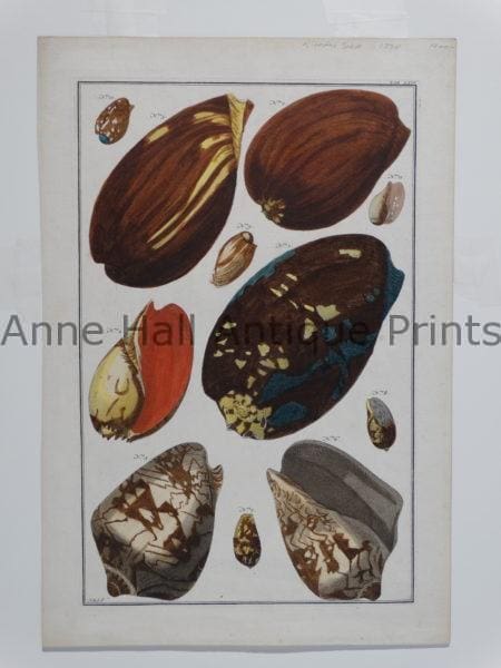 Rare antique sea shells engraving from Albertus Seba's Locupletissimi Rerum Naturalium Thesauri Accurata Descriptio.