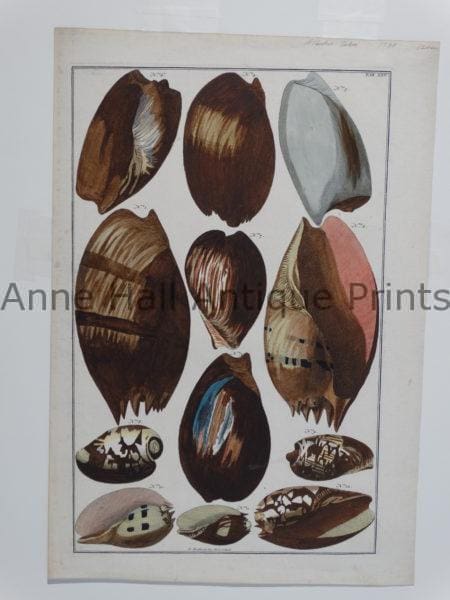 Rare 18th century engraving of seashells sourced from Albertus Seba's "Locupletissimi Rerum Naturalium Thesauri Accurata Descriptio".