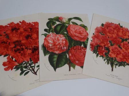azaleas-rhododendrons antique lithographs