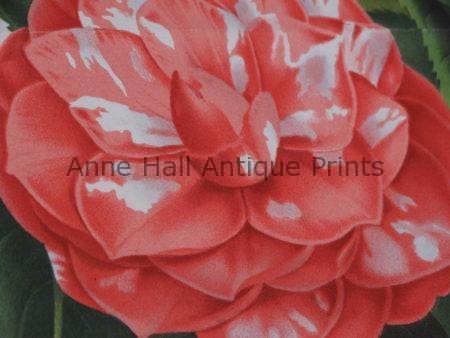 Find camellia antiques that are over 100 years old.