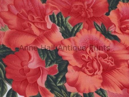 azaleas-rhododendrons in salmon or coral colors.