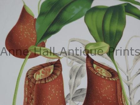 Intense inks were applied to the plant lithographs. Followed by application of watercolors by hand to give more depth to each plate.