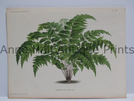Palm Trees Asplenium Falcatum 1869-1896 L'Illustration Horticole original plate.