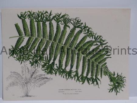 Palms Frond Lastraea Lithograph.  Belgian hand finished color lithograph.  Published during 1845-1888.  Measuring  9 1/2 x 13" $85.