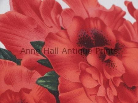 Strong coral or salmon colored antique flower lithographs.