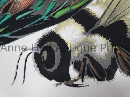 World class collection of decorative antique prints. American & European watercolor lithographs engravings.