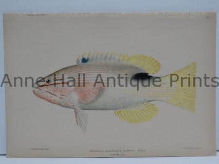 Aawa Hawaiian Antique Lithograph