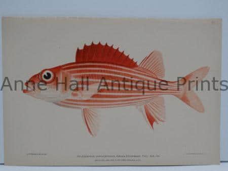 Ala-ihi Hawaiian Fish Lithograph
