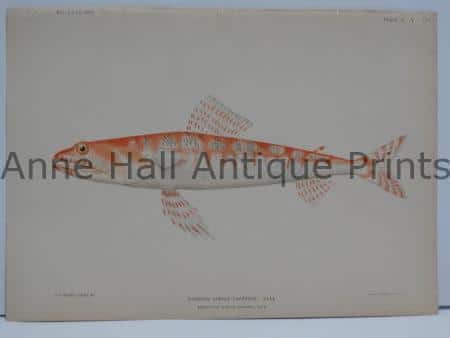 Antique Hawaiian Fish Lithograph Ulae