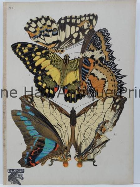 Pochoir defined: each color of paint seen in the butterflies, was applied by an individual stencil.