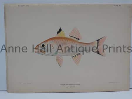 Apogon Menesemus Hawaiian Fish