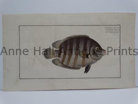 Bloch fish engraving Chaetodon suratensis