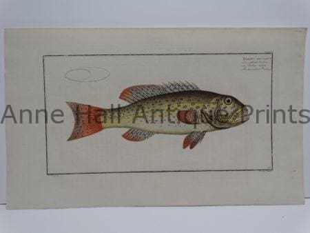 Bodianus maculatus Fine Antique Prints
