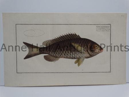 Bodinus macrolepidotus antique engraving