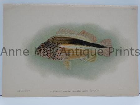 Hilupilikoa Antique Fish Print, over 100 years old, published America in 1903 by Julius Bien.