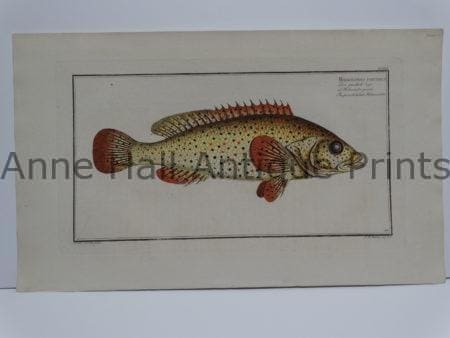 Holocentrus Punctatus Fish Engraving