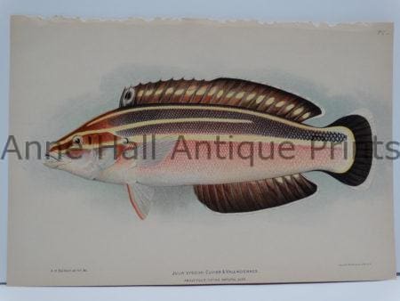Julis exdouxi Hawaiian Fish Lithograph is over 100 years old, an antique, published America in 1903 by Julius Bien.