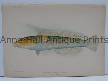 Ku-Pou-Pou Hawaiian Fish