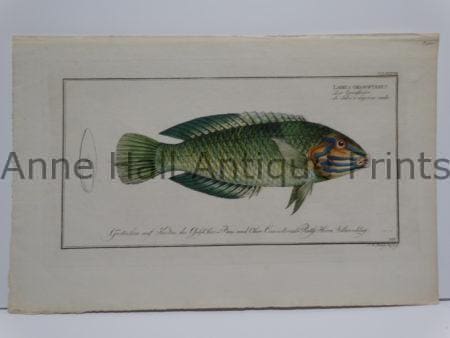 Labrus chloropterus Antique Fish Engraving