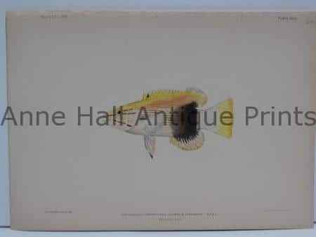 Lepidaplois Strophodes Hawaiian Fish