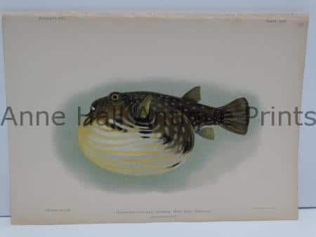 Muki-Muki Oopuhue Hawaiian Fish is over 100 years old, published America in 1903 by Julius Bien.