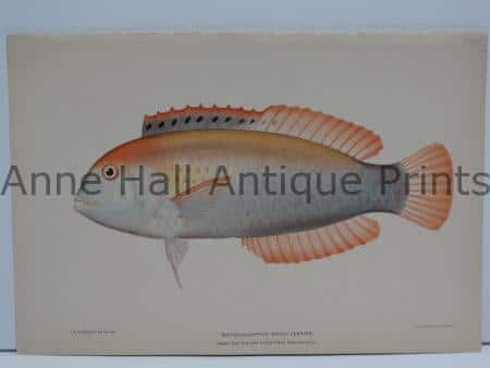 Novaculichthys woodi Jenkins Fish
