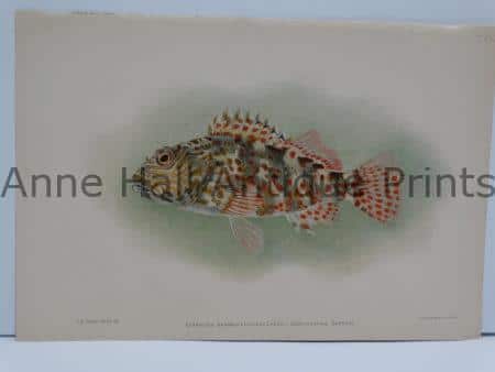 Oopupoopaa Oapukai Hawaiian Fish is over 100 years old, published America in 1903 by Julius Bien.