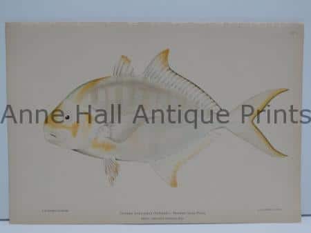 Paopao Ulus Pauu Antique Lithograph
