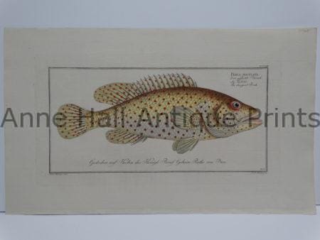 Perca maculate rare perch engraving