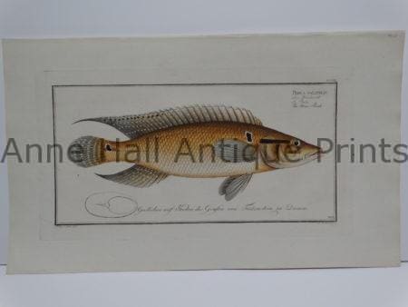 Perca saxatilis Bloch fish engraving