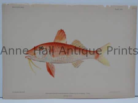Psuedupeneus chrysonemus Hawaiian Fish