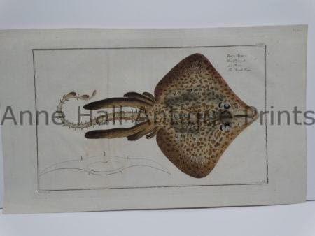 Raja Rubus rare stingray engraving