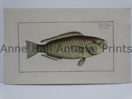Scarus viridis Parrot Fish