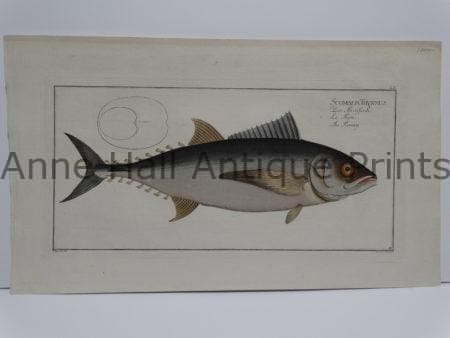 Scomber Thynnus Bloch Tuna Engraving