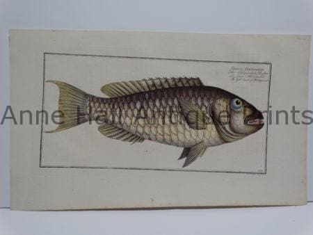 Sparus Abildaardi Gilt Fish