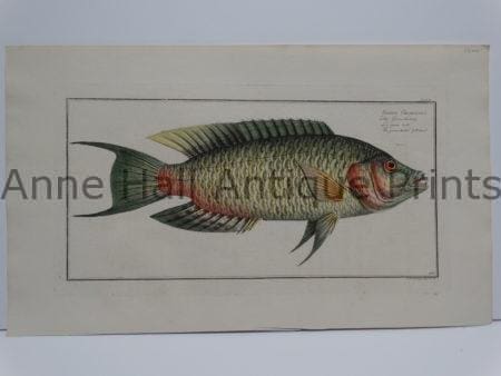 Sparus Chlorourus Gilt Head