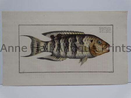 Sparus Fasciatus Bloch fish engraving