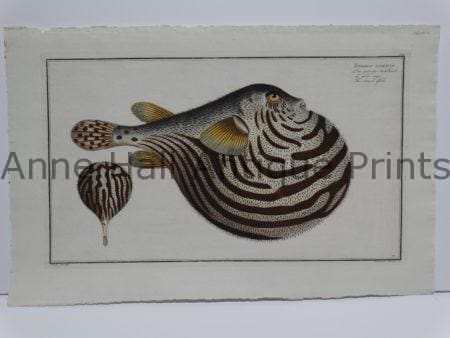 Tetrodon lineatus Eliezer Bloch fish engraving
