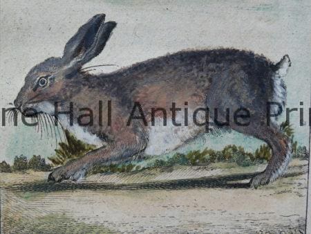 Find collections of antique rabbit prints from the 1700's and 1800's.