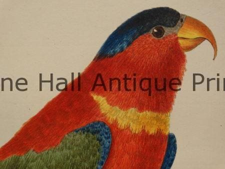 Perroquets Ara Martinet engravings from  Histoire Naturelle des Oiseaux