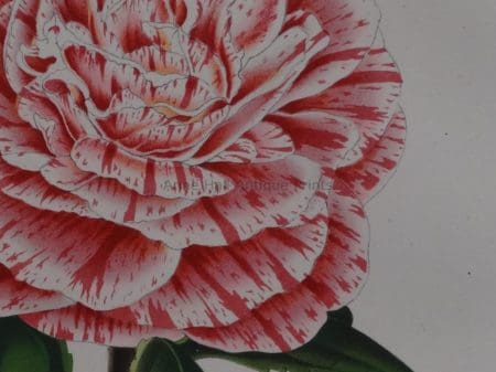 values antique camellia lithographs from centuries ago
