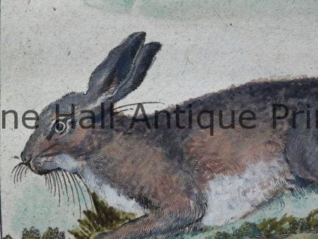 Discover antique bunny rabbit engravings & lithographs which are centuries old.