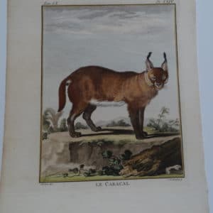 Exotic Species Buffon Caracal Cat XXIV, with tufted high ears.