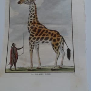 Exquisite 18th century engraving of a giraffe, next to African man.