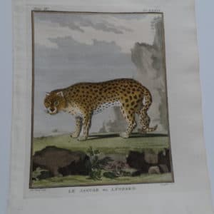 Very rare antique engraving of the fastest animal on Earth, the Jaquar.