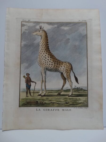 Rare 18th century engraving of African Giraffe, small spots.